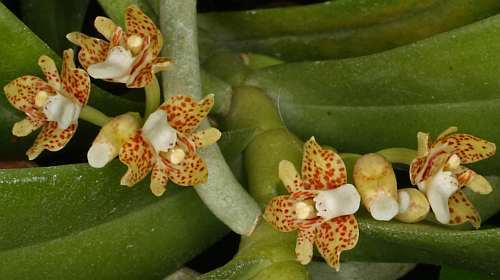 Pteroceras leopardinum orchids seeds