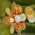 Pteroceras leopardinum Orchideen Samen