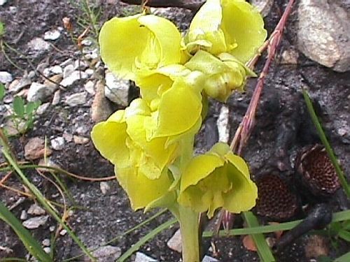 Pterygodium catholicum orchids seeds