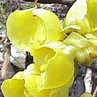 Pterygodium catholicum orchidea semi