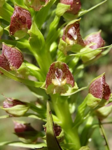 Pterygodium magnum Orchids seeds