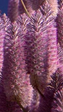 Ptilotus rotundifolius Royal Mulla Mulla - Pink Candles seeds