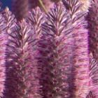 Ptilotus rotundifolius