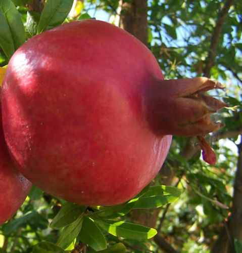 Punica granatum var. nana Dwarf Pomegranate seeds