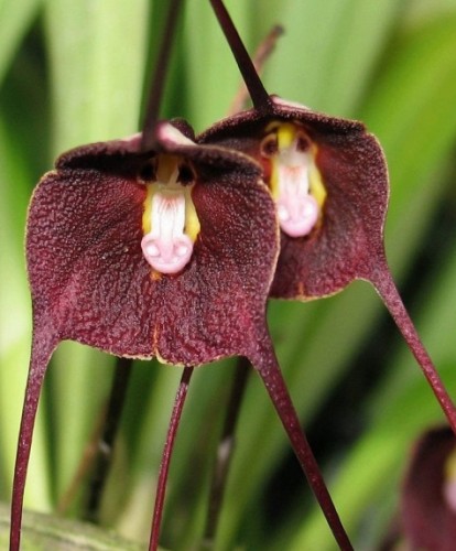 Purple monkey face Orchid Purple monkey face Orchid seeds