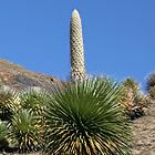 Puya raimondii  semillas