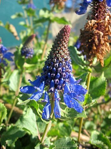 Pycnostachys urticifolia hedgehog sage, dark blue Pycnostachys seeds