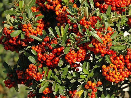 Pyracantha coccinea Scarlet Firethorn seeds