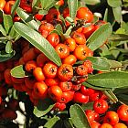 Pyracantha coccinea  semi