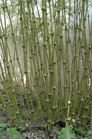 Qiongzhuea tumidinoda walking stick bamboo seeds
