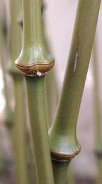 Qiongzhuea tumidinoda walking stick bamboo seeds