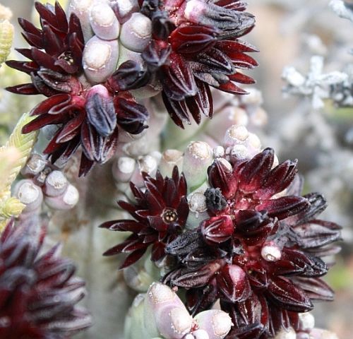 Quaqua mammillaris Aroena - synonym: Boucerosia mammillaris, Stapelia mammillaris seeds