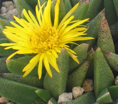 Rabiea albinota Clock plant seeds