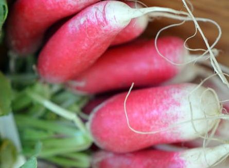 Radish French Breakfast Radish French Breakfast seeds