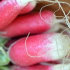 Radish French Breakfast Radieschen French Breakfast Samen