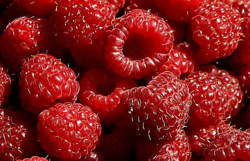 Raspberry Red raspberry seeds