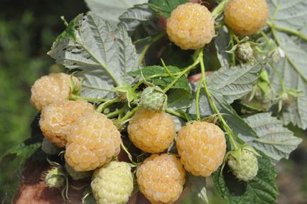 Raspberry Yellow Green raspberry seeds