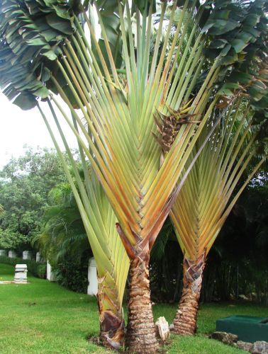 Ravenala guyannensis South American Travellers Palm seeds