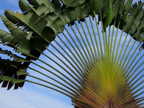 Ravenala Madagascariensis Travelers Palm Trees