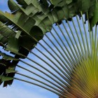 Ravenala madagascariensis Baum der Reisenden Samen