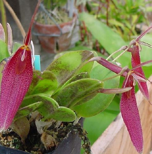 Restrepia lamsbergii orchids seeds