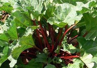 Rheum rhaponticum Rhubarb seeds