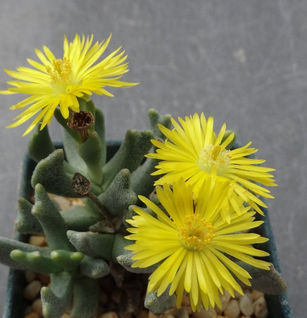 Rhombophyllum dolabriforme elkhorn plant seeds