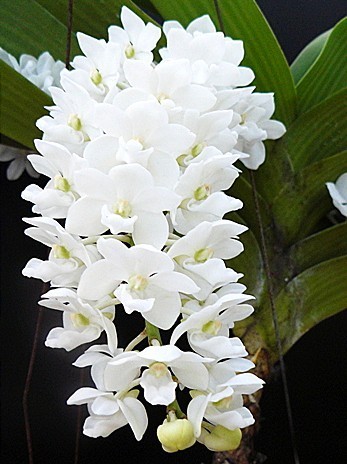 Rhynchostylis coelestis alba orchids seeds