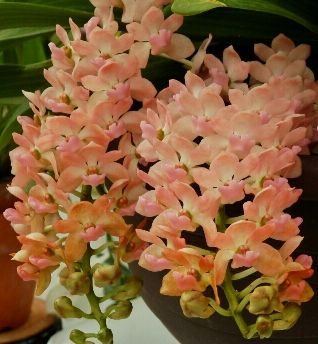 Rhynchostylis gigantea Orange Orchids seeds