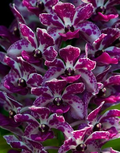 Rhynchostylis gigantea purple-blue Orchids seeds