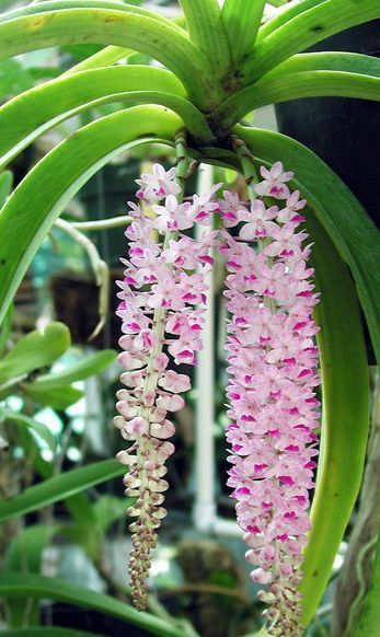 Rhynchostylis retusa orchids seeds