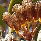 Rhytionanthos spathulatum orchidea semi