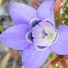 Roella ciliata fleur de cloche graines