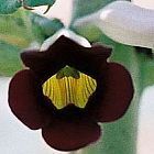 Rogeria adenophylla Rogeria semi