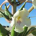 Rogeria longiflora W?sten-Fingerhut  Samen