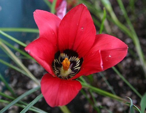 Romulea amoena South african crocus seeds