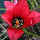 Romulea amoena s?dafrikanischer Krokus Samen