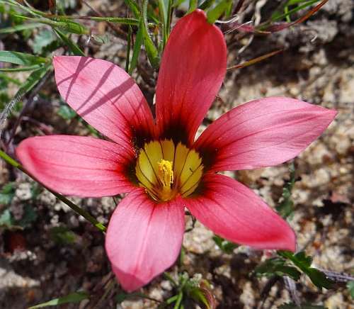 Romulea hirsuta Iridaceae seeds