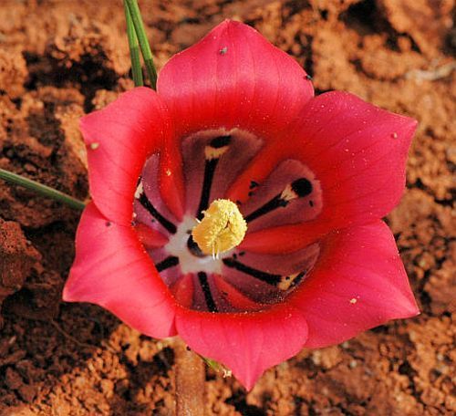 Romulea monadelpha Iridaceae seeds