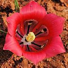 Romulea monadelpha Iridaceae graines