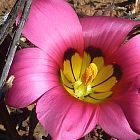 Romulea subfistulosa, wine cup seeds