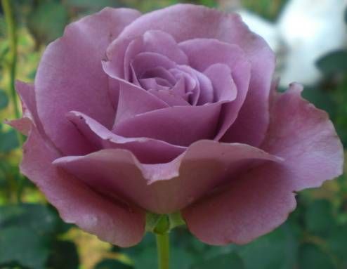 Rose Angel Rose purple seeds