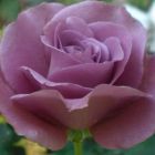 Rose Angel Rose pourpre graines