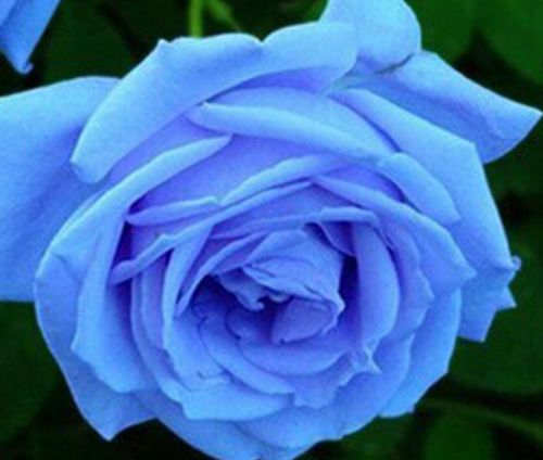 Rose Badge Rose light blue seeds