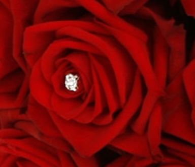 Rose Bride Rose dark red seeds