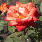 Rose France Rose orange-rouge graines