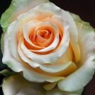 Rose Nectarine  semi