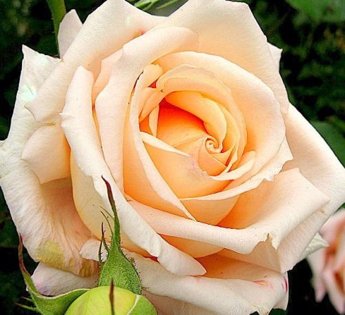 Rose Versilia Rose cream seeds