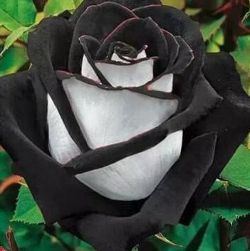 Rose black-white Rose white black bordered seeds