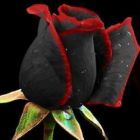 Rose black red edge  semillas